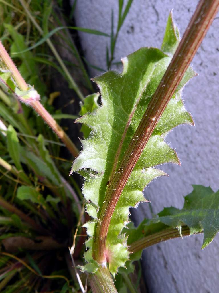 Crepis vesicaria